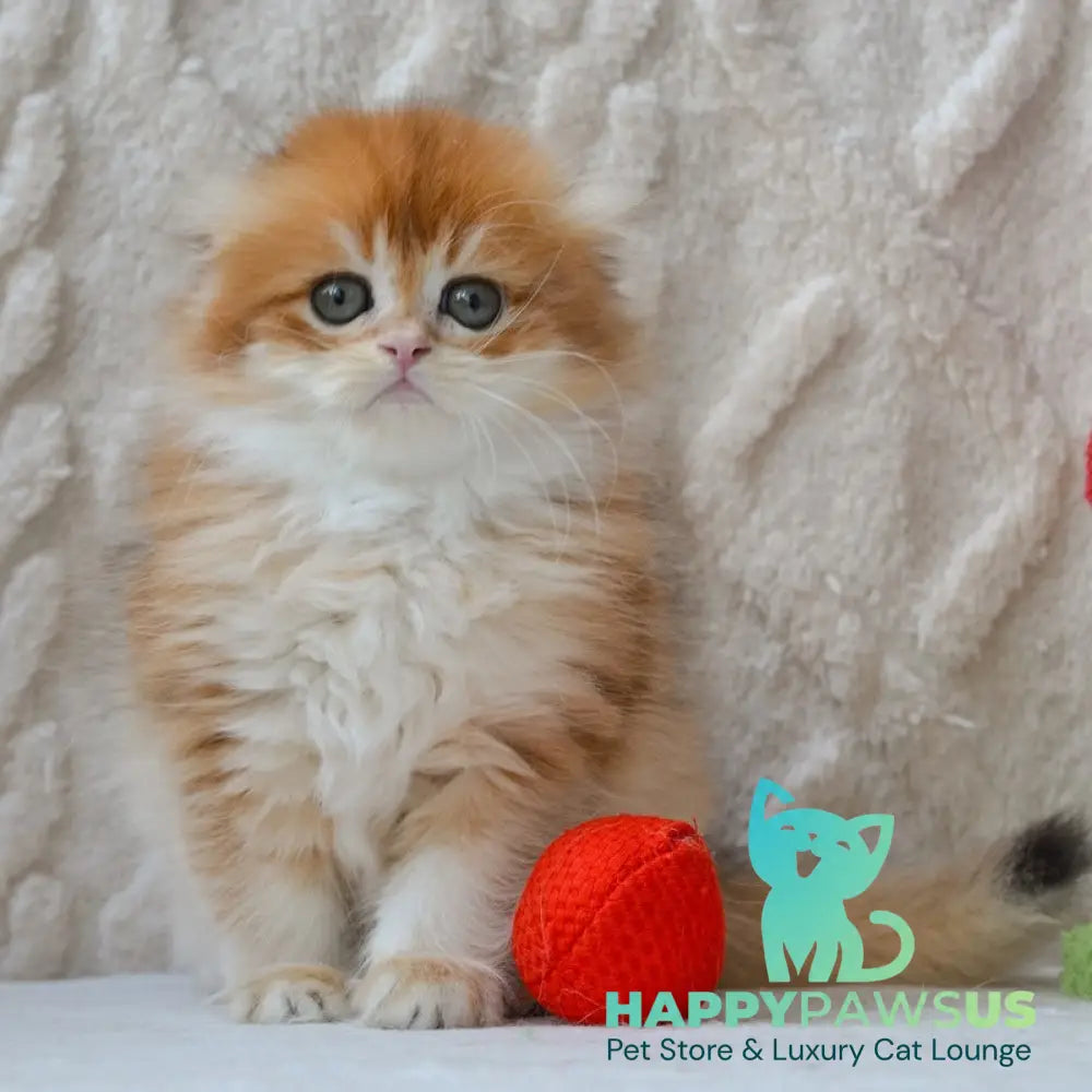 Archie Scottish Fold male black golden chinchilla - live animals