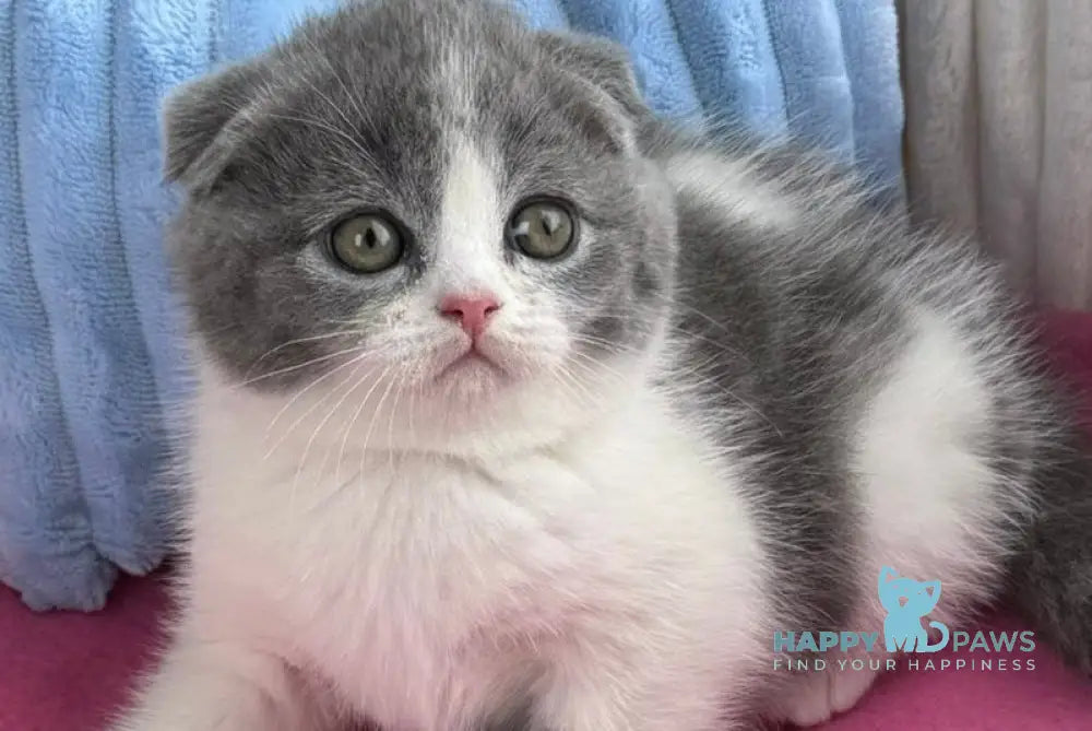 Archie Scottish Fold male blue bicolour live animals