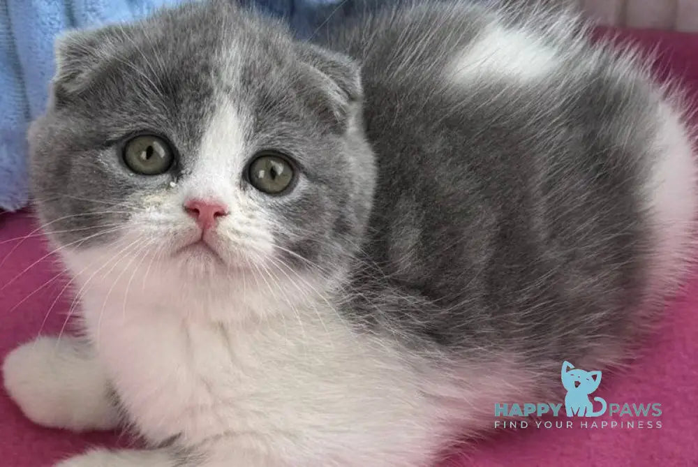 Archie Scottish Fold male blue bicolour live animals
