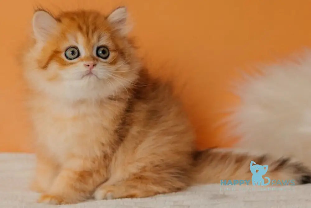 Archie Scottish Straight male black golden spotted tabby live animals