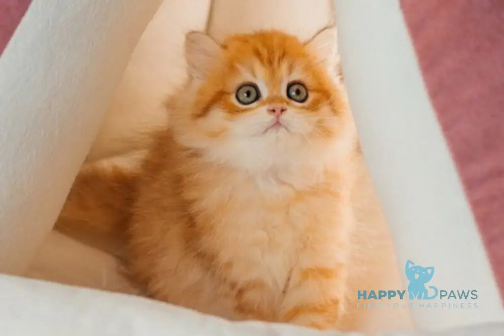 Archie Scottish Straight male black golden spotted tabby live animals