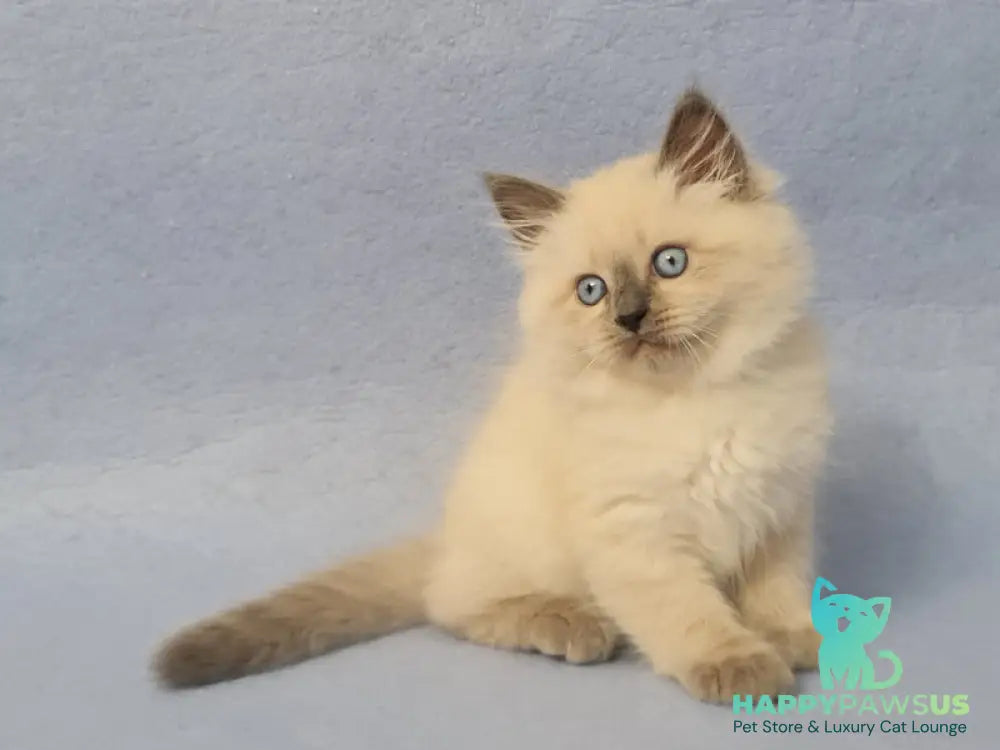 Archie Siberian male black pointed - live animals