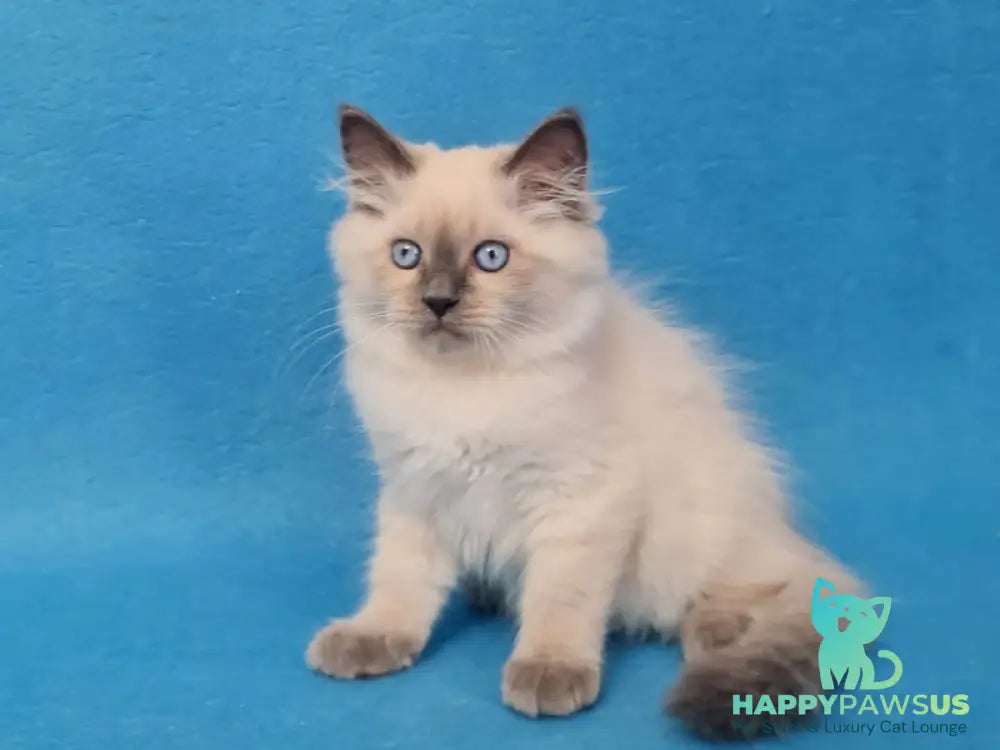 Archie Siberian male black pointed - live animals