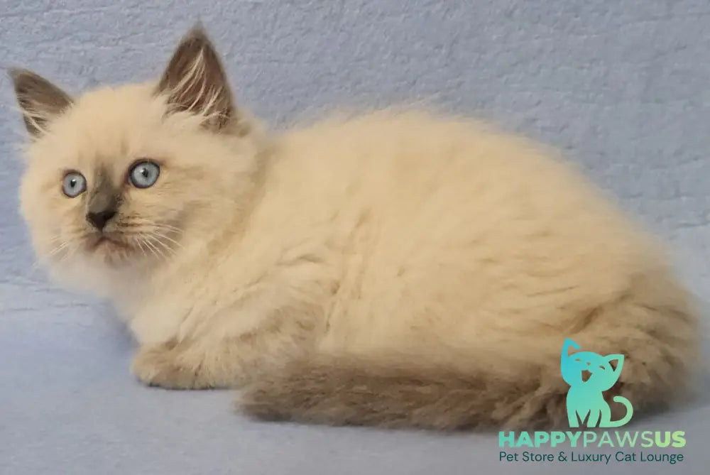 Archie Siberian male black pointed - live animals