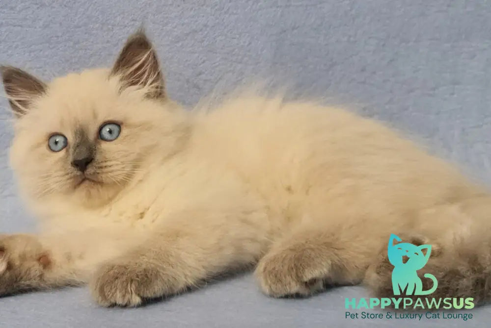 Archie Siberian male black pointed - live animals