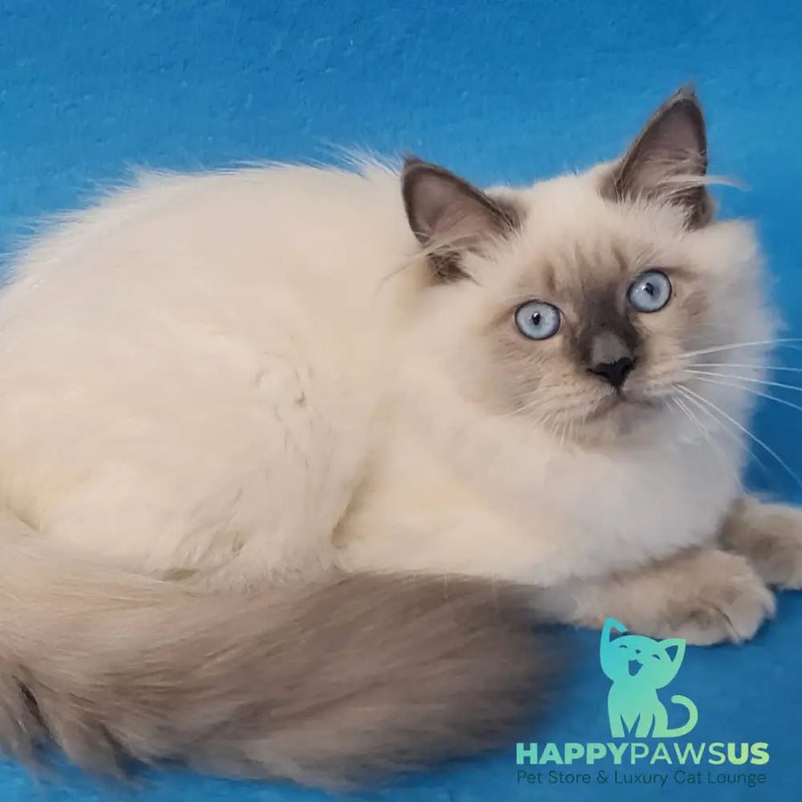 Archie Siberian male black pointed - live animals
