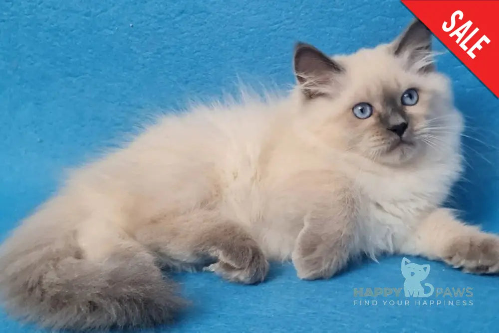 Archie Siberian male black pointed - live animals