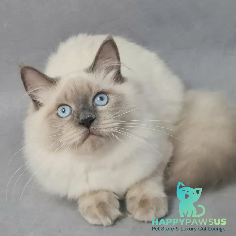 Archie Siberian male black pointed - live animals