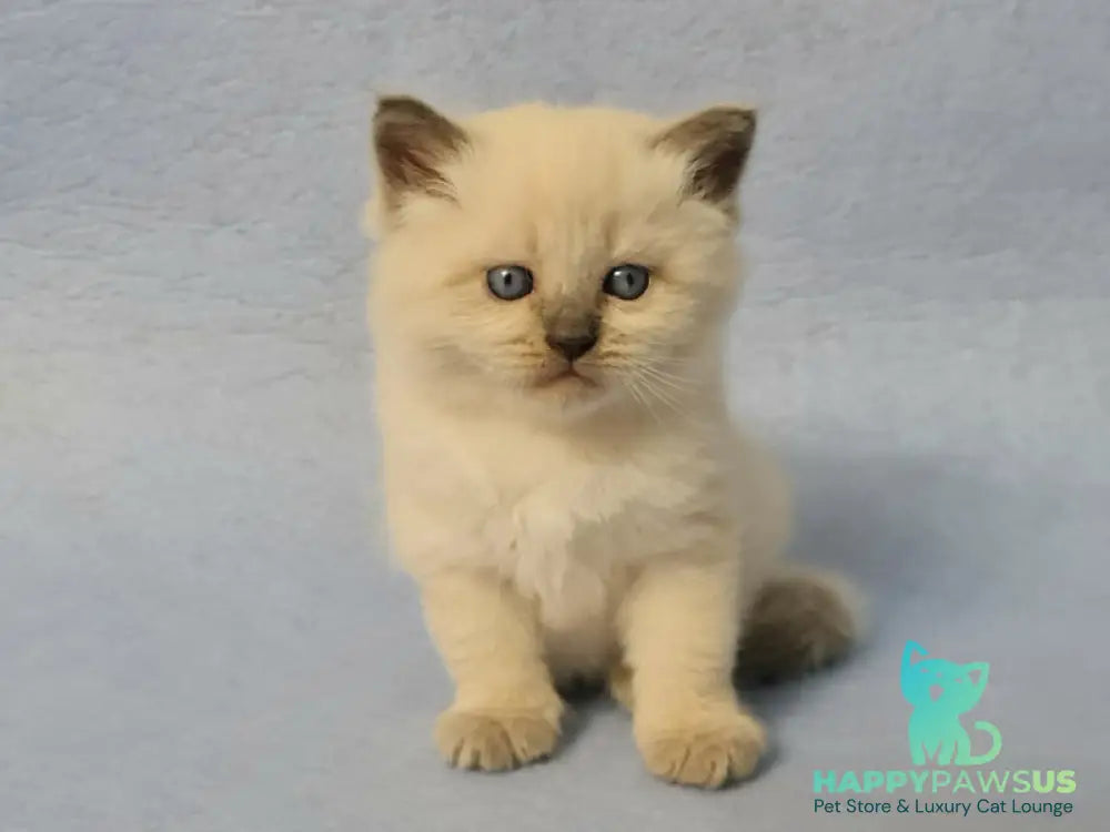 Archie Siberian male black pointed - live animals