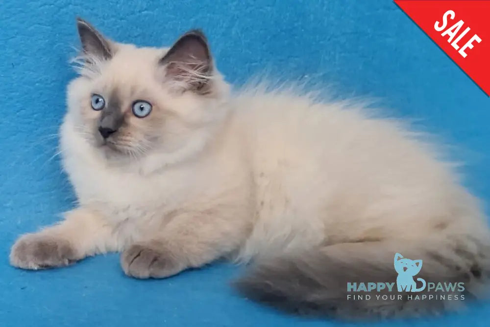 Archie Siberian male black pointed - live animals