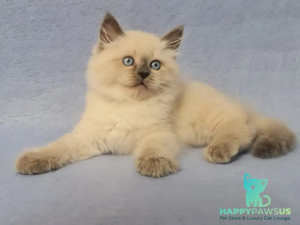 Archie Siberian male black pointed - live animals