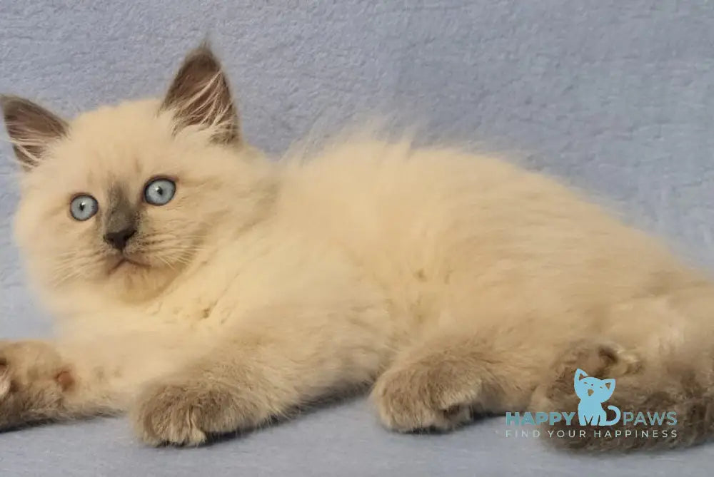 Archie Siberian male black pointed - live animals