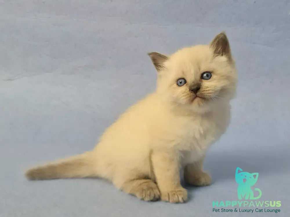 Archie Siberian male black pointed - live animals