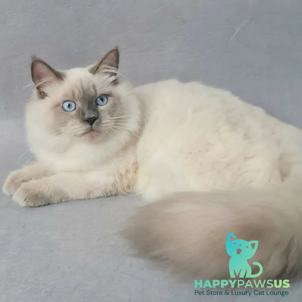 Archie Siberian male black pointed - live animals