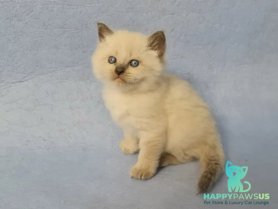 Archie Siberian male black pointed - live animals