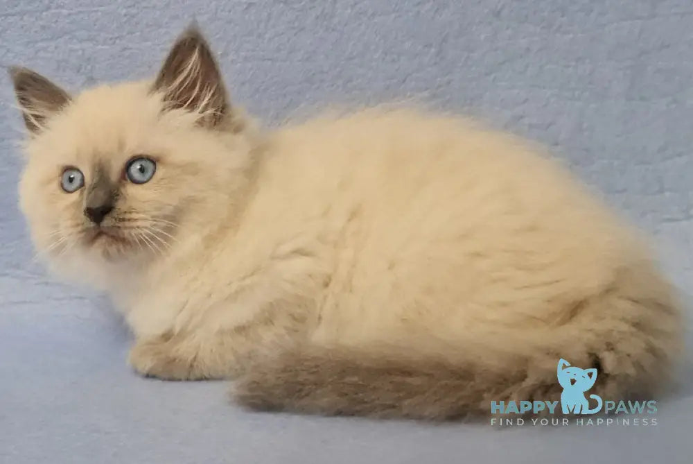 Archie Siberian male black pointed - live animals