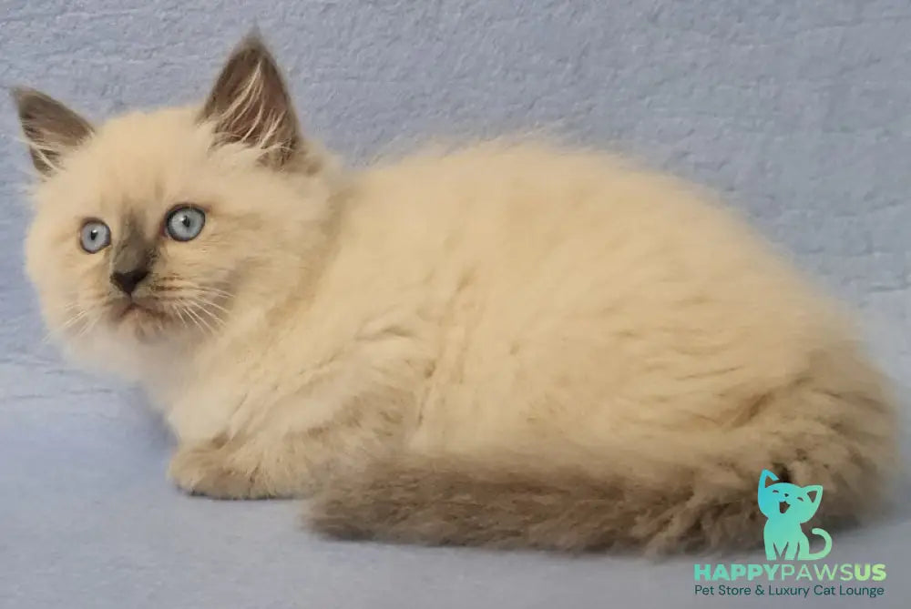 Archie Siberian male black pointed - live animals