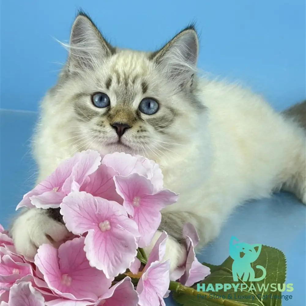 Arctic Siberian male black tabby pointed bicolour - live animals