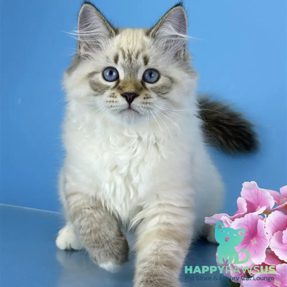 Arctic Siberian male black tabby pointed bicolour - live animals