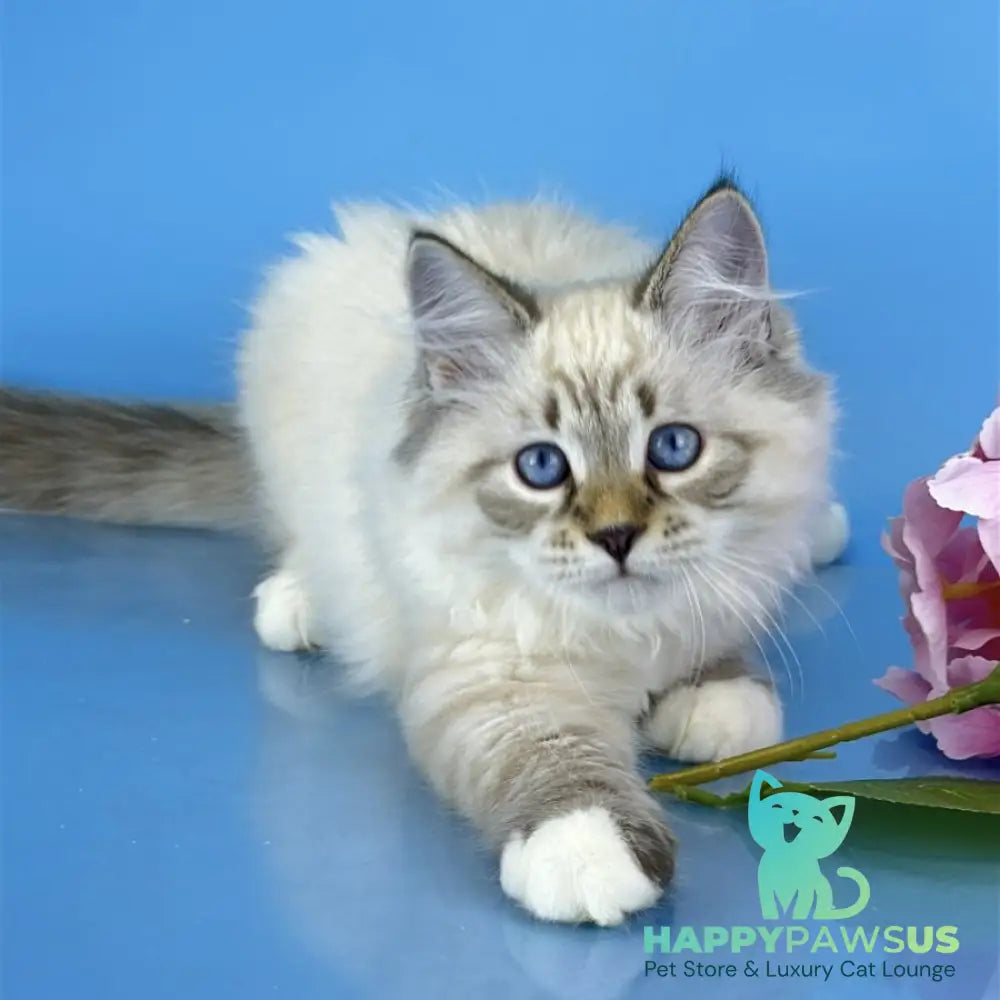 Arctic Siberian male black tabby pointed bicolour - live animals