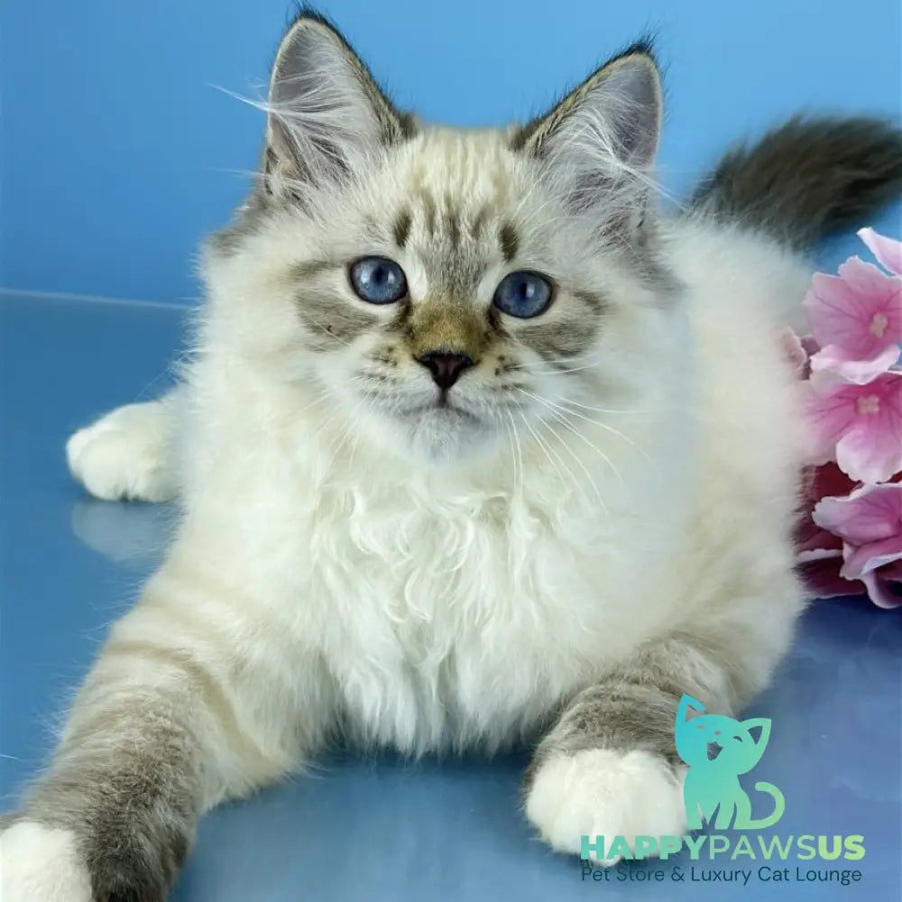 Arctic Siberian male black tabby pointed bicolour - live animals