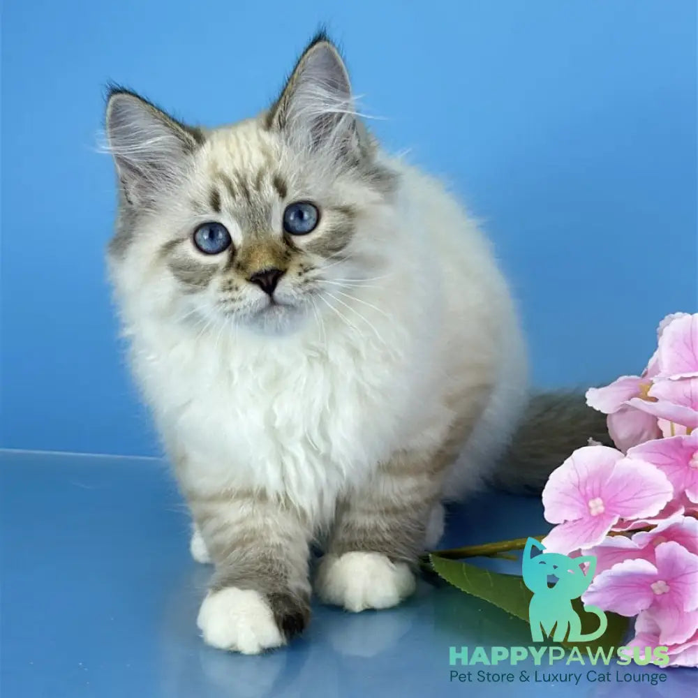 Arctic Siberian male black tabby pointed bicolour - live animals