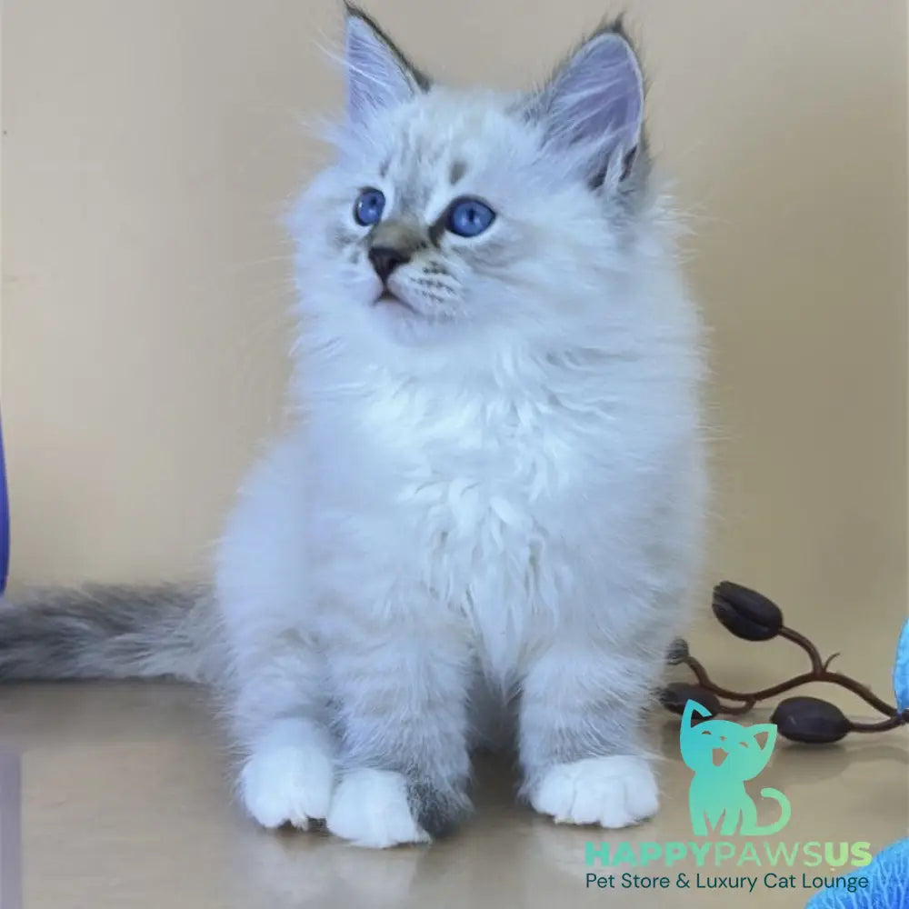 Arctic Siberian male seal tabby pointed with white - live animals