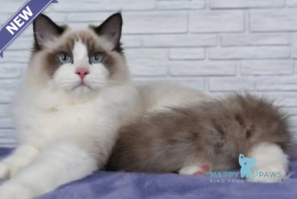 Argo Ragdoll male black bicolour live animals