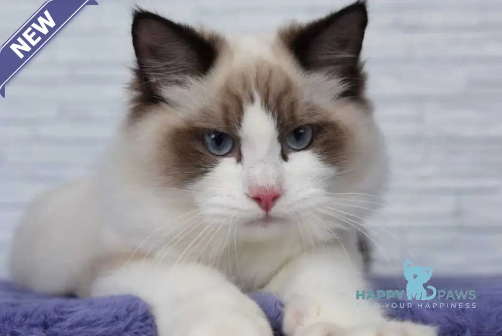 Argo Ragdoll male black bicolour live animals