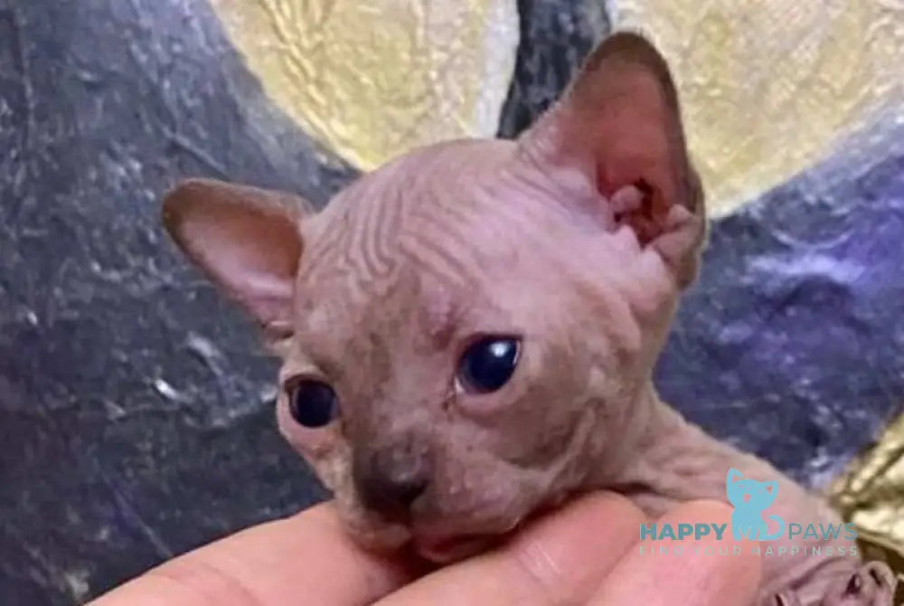 Aria Bambino female chocolate tortie live animals