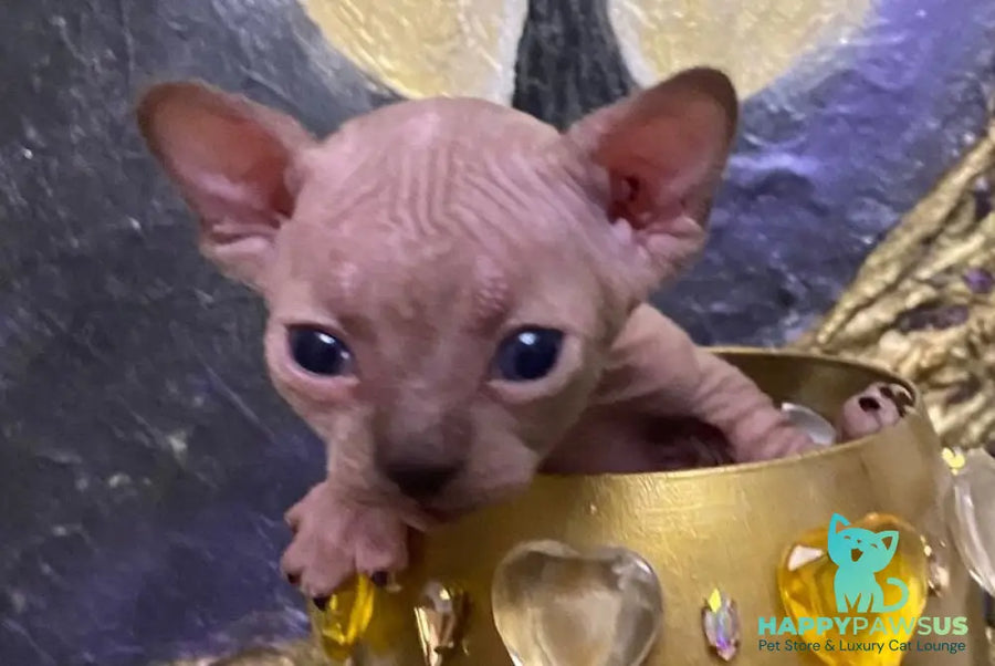 Aria Bambino female chocolate tortie live animals