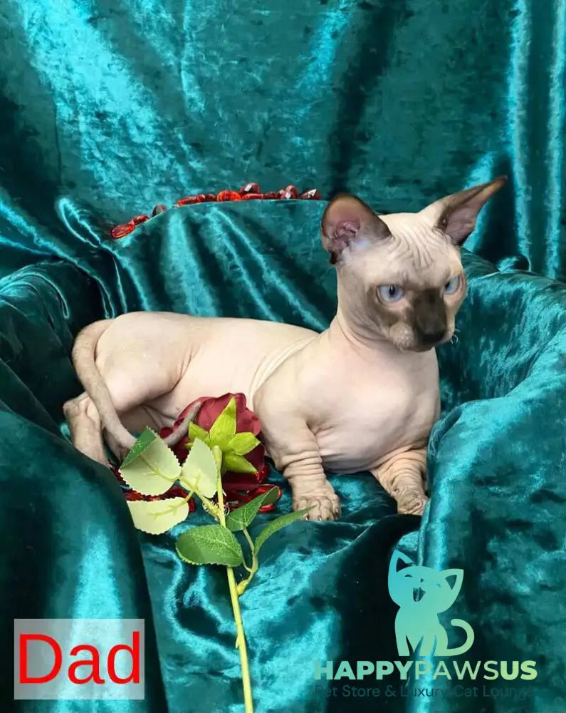 Aria Bambino female chocolate tortie live animals