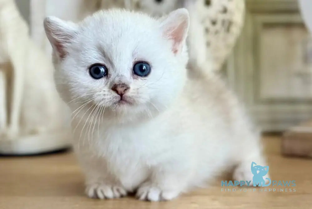 Aria Munchkin female black silver ticked tabby live animals