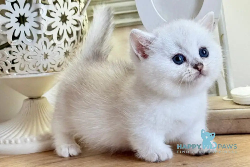 Aria Munchkin female black silver ticked tabby live animals