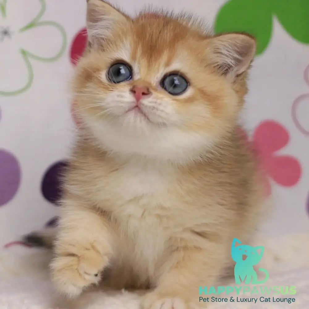 Ariel British Shorthair female black golden chinchilla - live animals