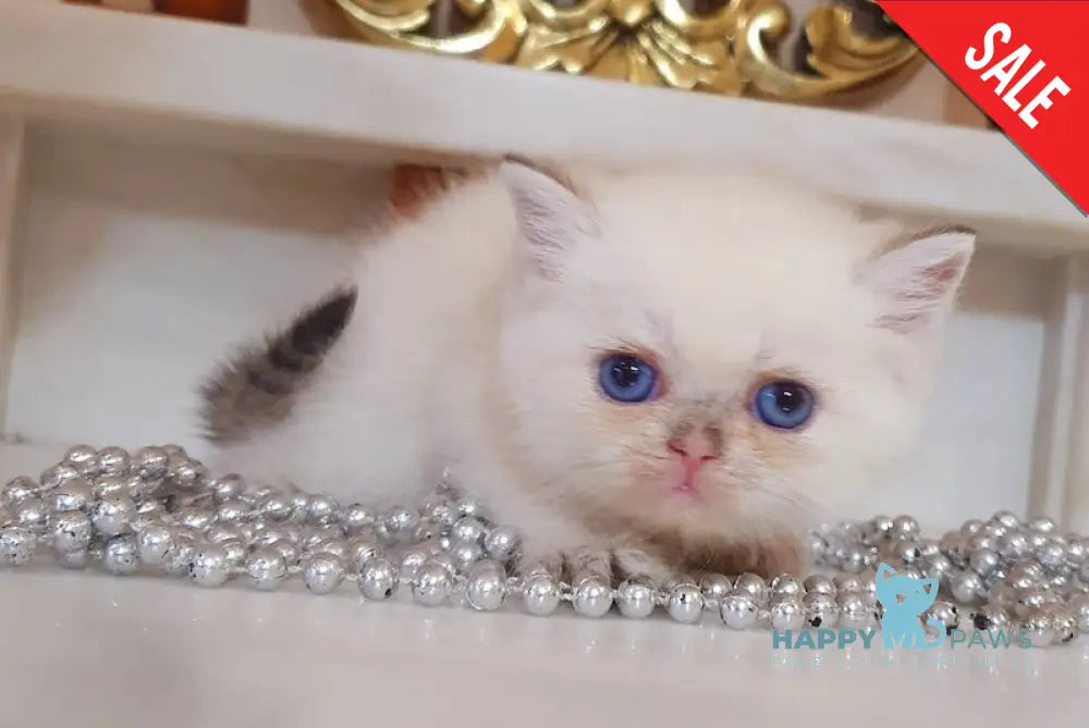 Ariel British Shorthair female black golden shaded pointed live animals