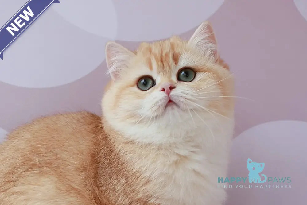 Ariel British Shorthair female chocolate golden chinchilla live animals