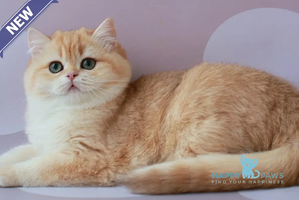 Ariel British Shorthair female chocolate golden chinchilla live animals