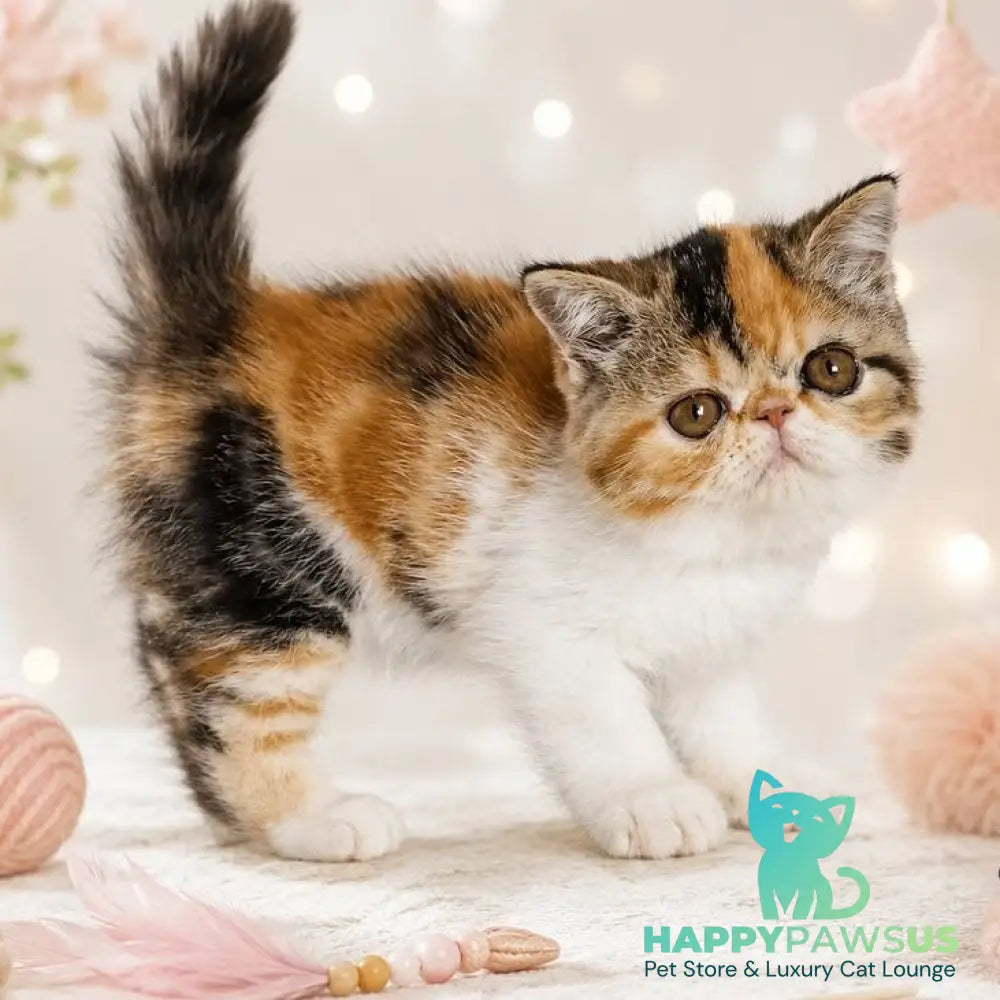 Аriel Exotic female black tortie bicolour tabby - live animals