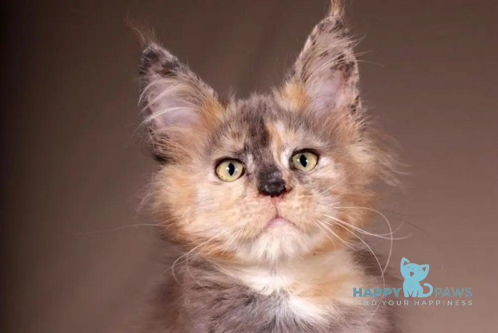 Ariel Maine Coon female black tortie spotted tabby live animals
