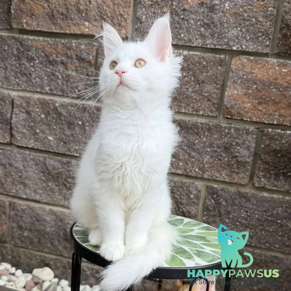 Ariel Maine Coon male white - live animals