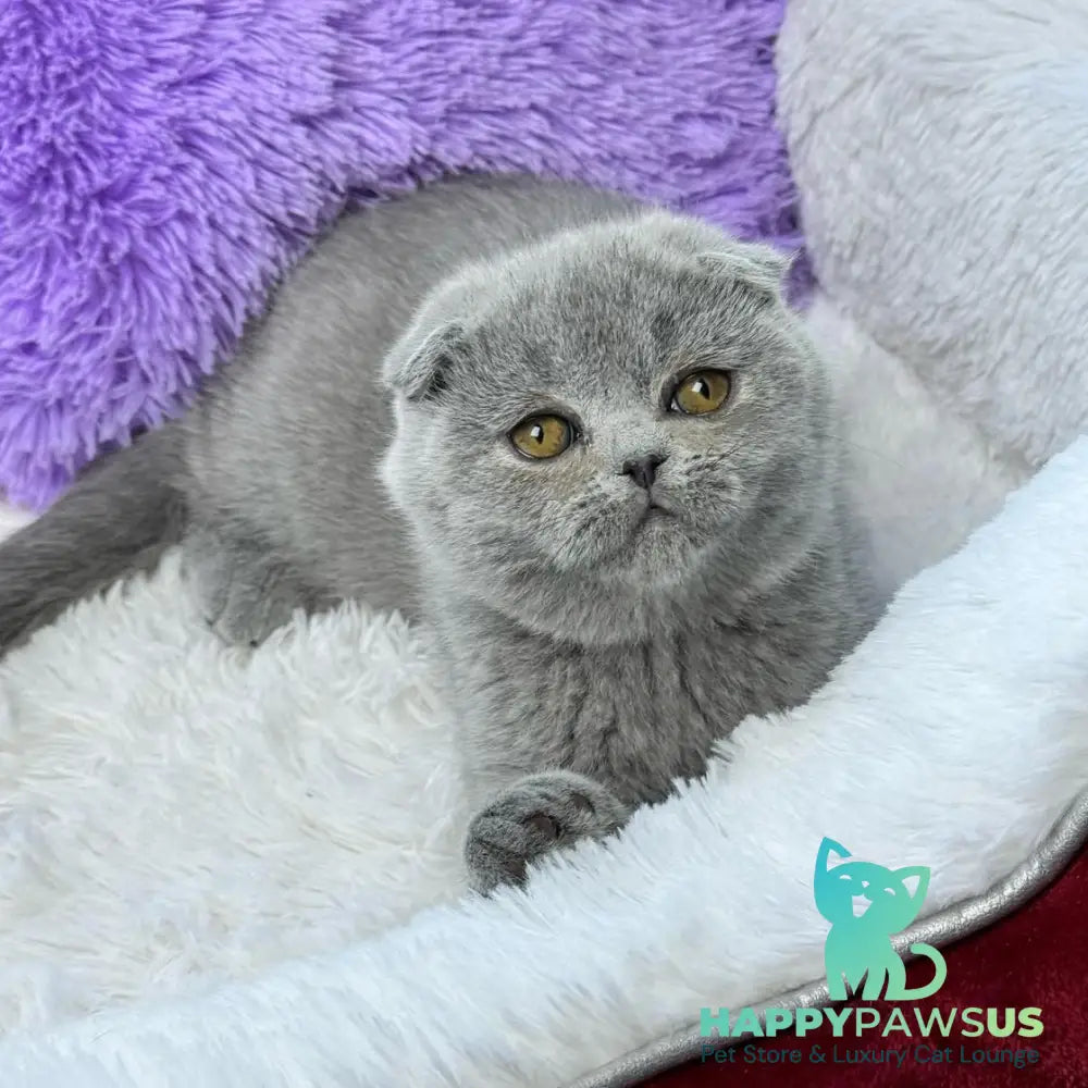 Ariel Scottish Fold female blue - live animals