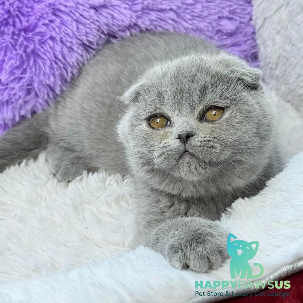 Ariel Scottish Fold female blue - live animals