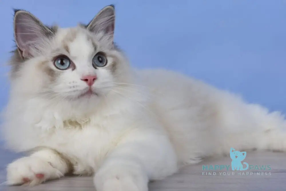 Arielle Ragdoll female black bicolour tabby live animals