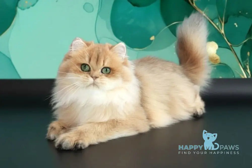 Arina British Longhair female black golden shaded live animals