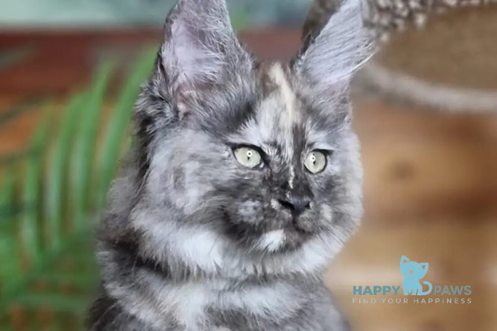 Arina Maine Coon female blue tortie silver live animals