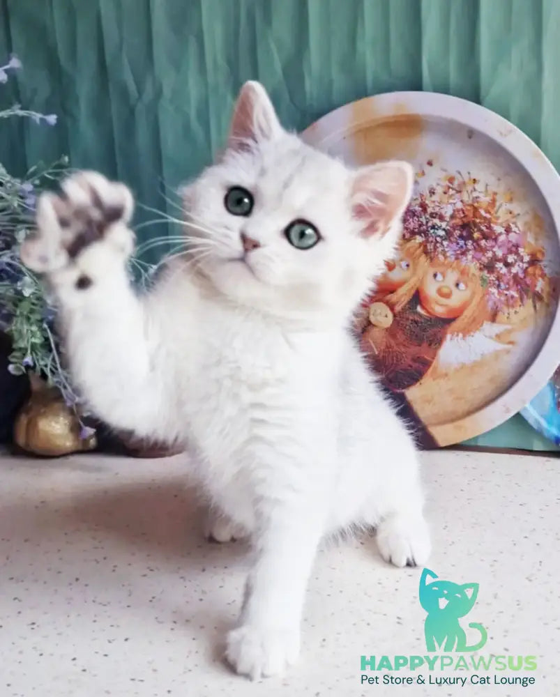 Arisha British Shorthair female black silver shaded - live animals
