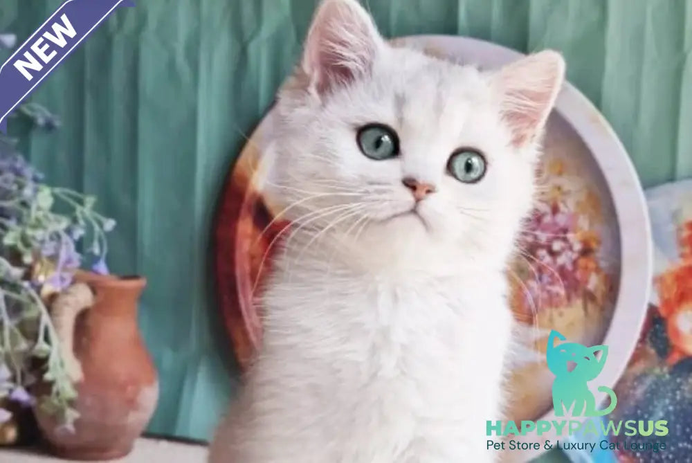 Arisha British Shorthair female black silver shaded - live animals