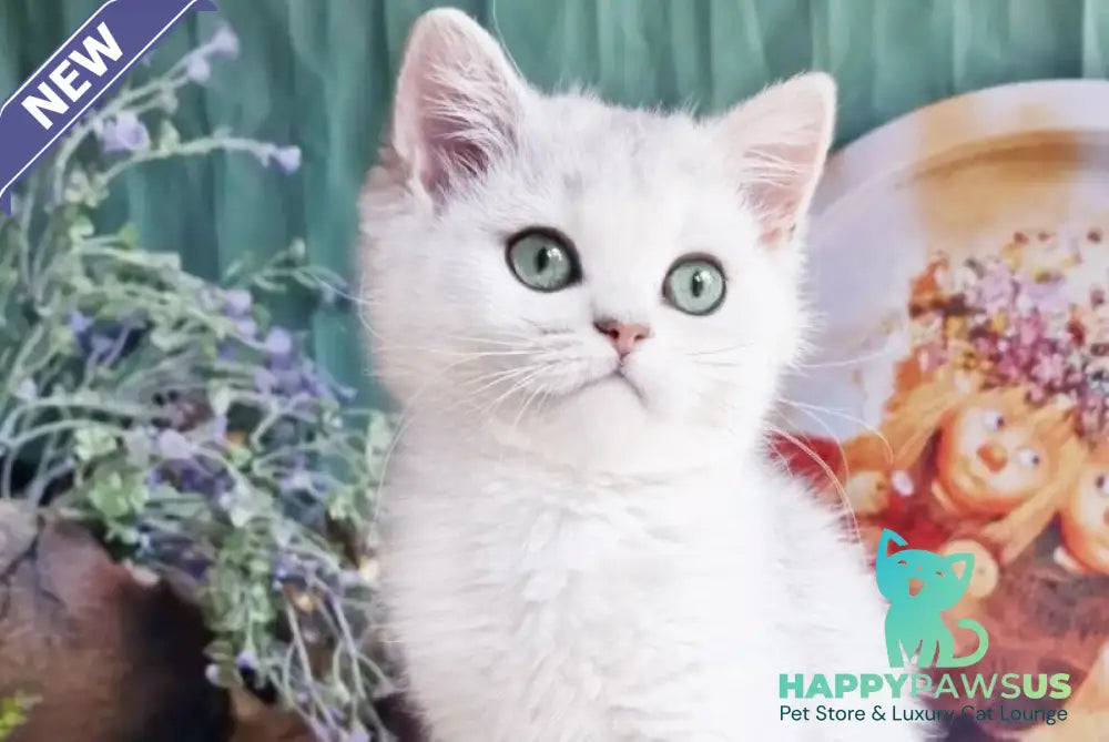 Arisha British Shorthair female black silver shaded - live animals