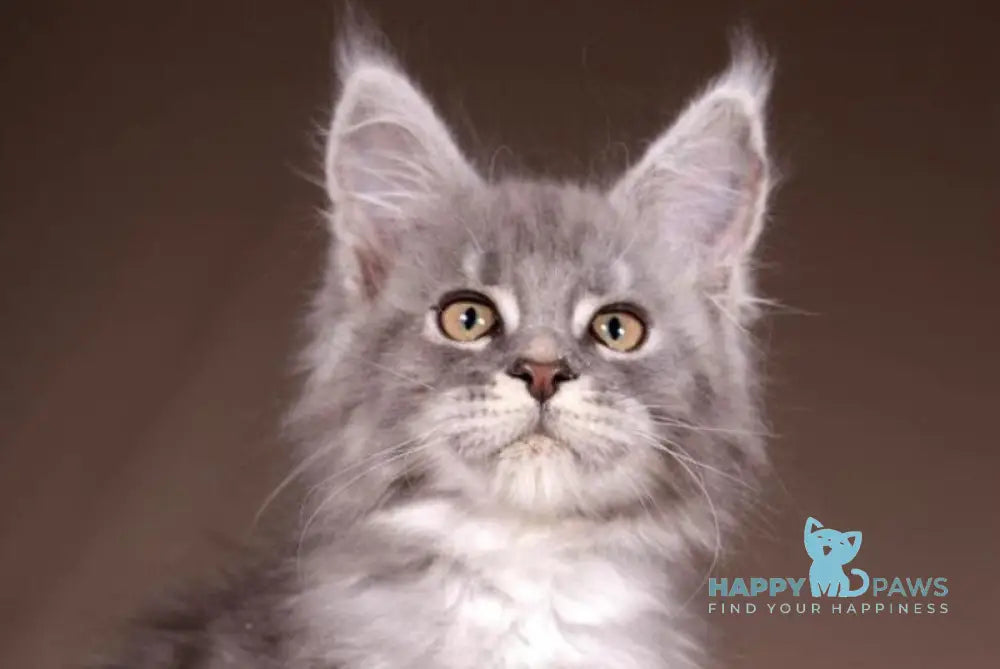Arisha Maine Coon female blue tabby live animals